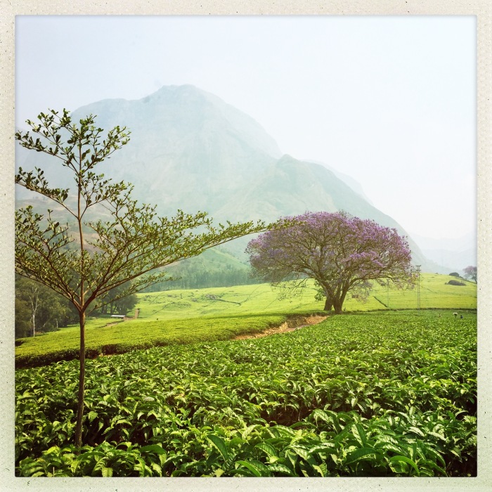 Teeplantage im Süden Malawis.